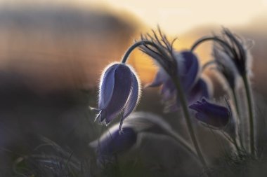 Pulsatilla grandis - İki çiçekli Pasque Çiçeği, gün batımında yeşil bir çayırda iki büyük Pasque çiçeği