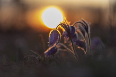 Pulsatilla grandis, Pasque Flower. Güneşin batışında çiçek açan bir demet güzel çiçek.