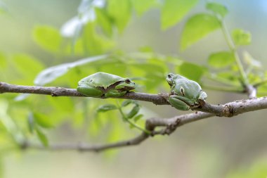 Hyla arborea - Yaprak döken bir ağaç dalında oturan iki yeşil ağaç kurbağası