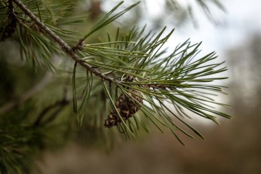 Pinus sylvestris - bir çam dalı ile küçük açık kahverengi bir çam konisi arasında bir dal dalın kabuğundan demetler halinde büyüyen iğneler arasında