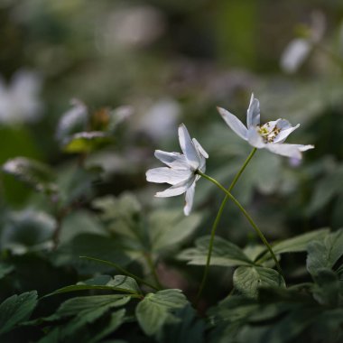 Anemone nemorosa - Ormanda iki beyaz şakayık çiçeği ve güzel bokeh