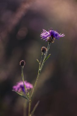 Çayır çiçeği - Centaurea jacea - Güzel bir akşam rüzgarında çelenk