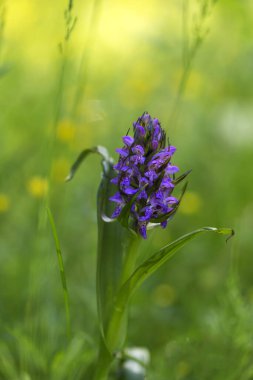 Orkideler Dactylorhiza majalis - Mayıs Orkidesi, mor orkide çiçekleri bahar otlarının güzel yeşil bokeh 'inde