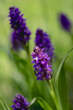 Orkideler Dactylorhiza majalis - Mayıs Orkidesi, mor orkide çiçekleri bahar otlarının güzel yeşil bokeh 'inde