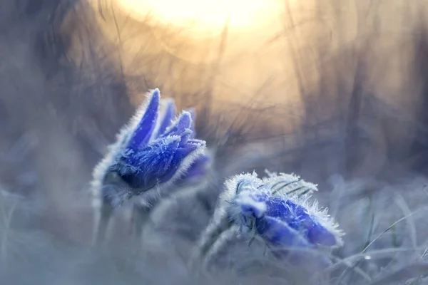 Pulsatilla Grandis Florile Formă Clopot Violet Sunt Acoperite Îngheț Dimineața — Fotografie, imagine de stoc