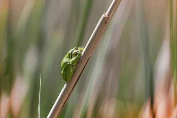 Hyla Arborea Ευρωπαίος Βάτραχος Που Αναπαύεται Φύλλο Καλάμου — Φωτογραφία Αρχείου