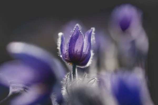 Pasque Flower Открытый Цветок Паске Между Потоком Других Фиолетовых Цветов — стоковое фото
