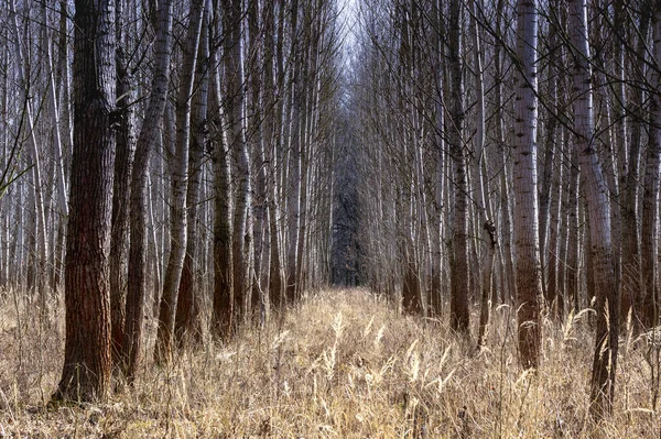 The alleys of birches in the deciduous forest in the middle is a strip of withered, yellow, mature grass