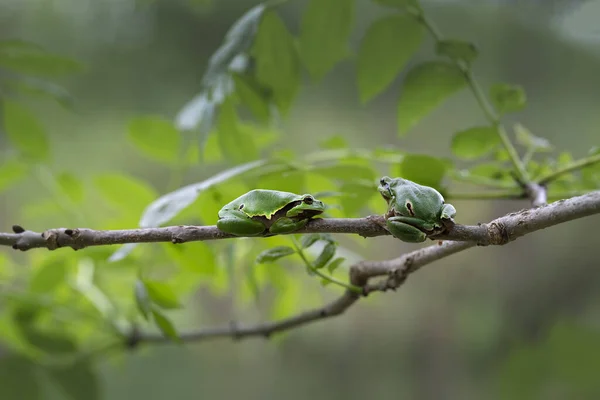 Hyla Arborea Arbórea Uma Espécie Fortemente Protegida Duas Rãs Arbóreas — Fotografia de Stock