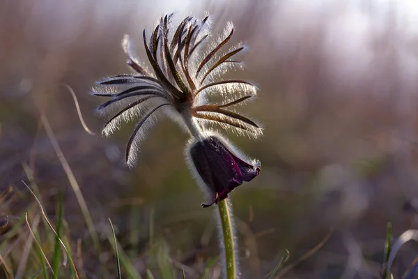 Pulsatilla Pratensis Flor Violeta Escura Flor Pasque Com Belo Bokeh — Fotografia de Stock