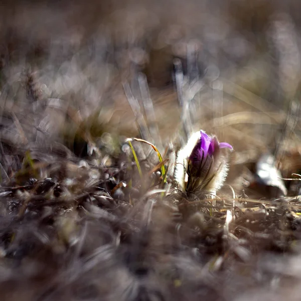 Pasque Flower Pulsatilla Grandis Bunch Purple Pasque Flowers Budding Grass — стоковое фото