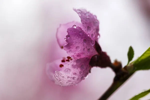 Rosa Kwiat Brzoskwini Gałęzi Pięknym Bokeh — Zdjęcie stockowe