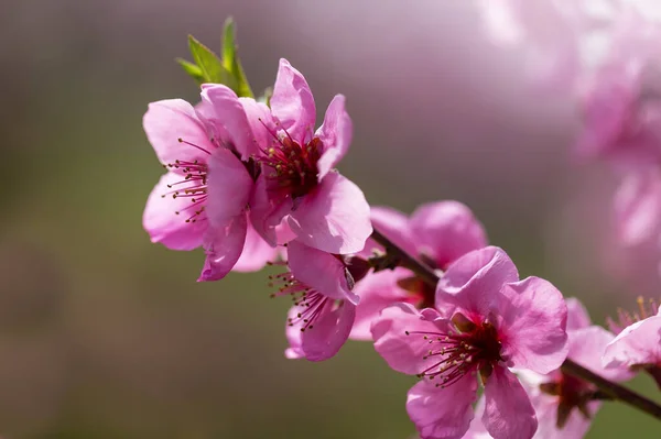 Różowe Brzoskwiniowe Kwiaty Końcu Gałązki Pokrytej Zielonymi Płatkami Pięknym Bokeh — Zdjęcie stockowe