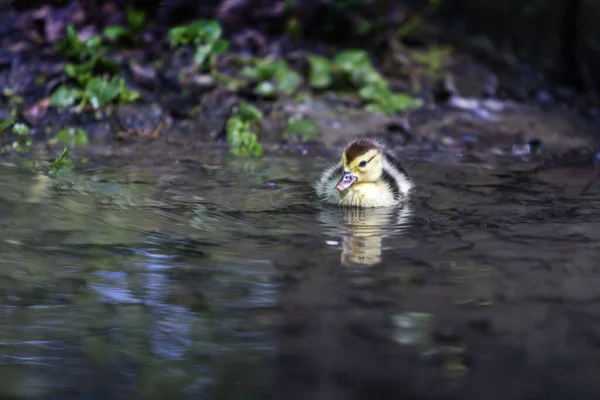 Canard Poussin Naviguant Eau Claire Sur Ruisseau — Photo