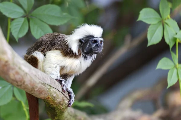 Tamarin Pinscher Pequeno Macaco Marrom Branco Sentado Tronco Árvore — Fotografia de Stock Grátis