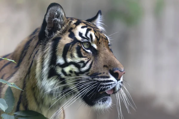 Sumatran Tiger Panthera Tigris Sumatrae Πορτραίτο Ενός Κεφαλιού Τίγρης Στο — Φωτογραφία Αρχείου