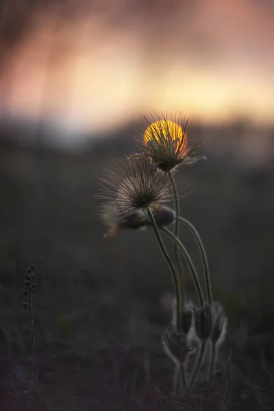 Pussatila Grandis Flores Pasque Floridas Prado Com Pôr Sol — Fotografia de Stock