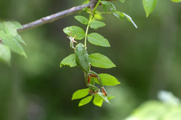 Hyla Arborea Evropská Stromová Žába Sedící Větvi Opadavého Stromu — Stock fotografie