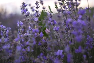 Lavandula angustifolia - mor lavanta çiçekleri arasında güzel pembe bir arka plan