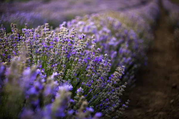 Lavandula Angustifolia Lilla Lavendel Blomster Med Smuk Lyserød Baggrundsbelysning Blandt - Stock-foto
