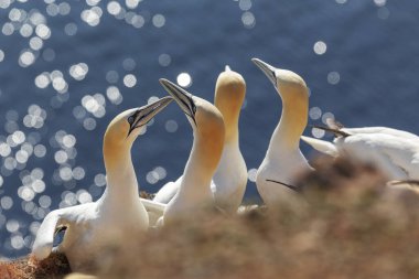 Morus bassanus - Helgoland adasında bir beyaz sümsük kuşu kolonisi, yuvalarda oturuyor ve birbirleri hakkında uzun gagalarıyla titriyor. Güzel bir ışık ve güzel bir bokeh.