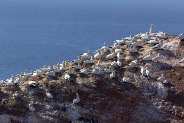 Almanya, Helgoland, Morus bassanus, beyaz sümsük kuşları kolonisi, arka planda batan güneşin aydınlattığı kırmızı bir kayanın üzerinde oturuyorlar. Güzel deniz.