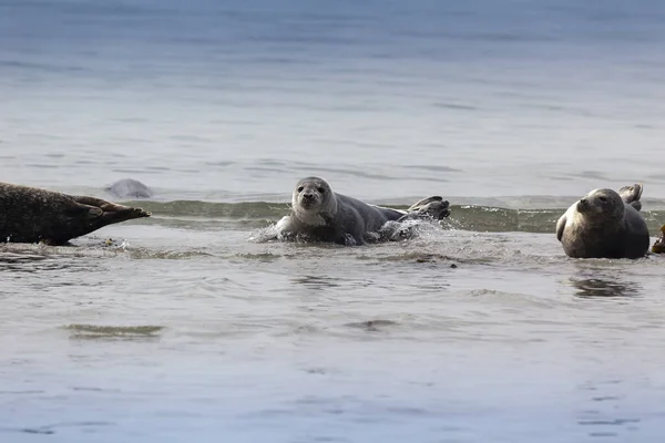 黑尔戈兰 沙丘岛 一只年轻的普通海豹在美丽清澈的大海中游泳 靠近沙滩海岸 — 图库照片