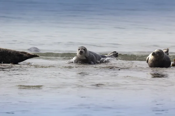 Helgoland Dune Island Uma Jovem Foca Comum Nadando Belo Mar — Fotografia de Stock