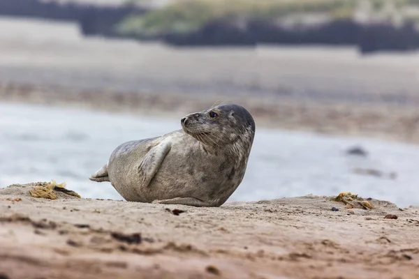 Helgoland, Phoca vitulina, Harbor Seal - playing young seals on the sand beach of Dune Island, in the background a beautiful, clear sea.