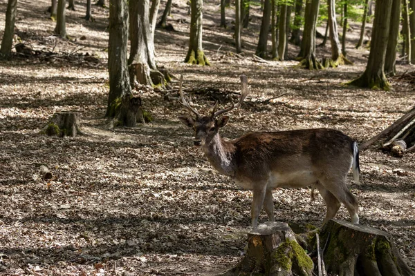 Dama Dama Európai Parlagon Heverő Szarvaslegelő Egy Gyönyörű Zöld Lombhullató — Stock Fotó