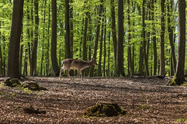 Dama Dama Cervo Pousio Europeu Pastando Uma Bela Verde Floresta — Fotografia de Stock