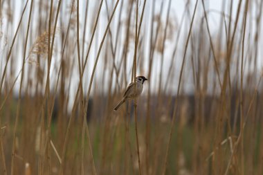 Sparrow Hanedanı, güzel bir bokeh ile gölün kenarındaki sazlıklarda kuru bir çimlerin üzerinde oturuyor. Vahşi fotoğraf.