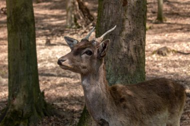 Avrupai geyik - Dama dama - Güzel bir bokeh ile yaprak döken bir ormanda duran genç geyik. Vahşi fotoğraf.