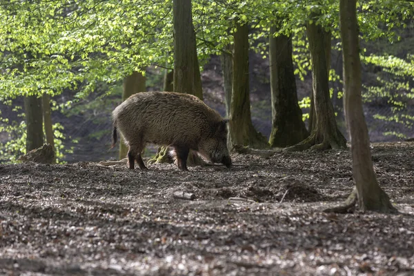 Wildschweine Sus Scrofa Grasen Einem Laubwald Mit Schönem Bokeh Und — Stockfoto