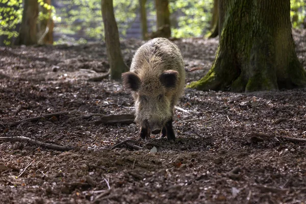 Sus Scrofa 아름다운 수림에서 Wild Photo — 스톡 사진