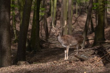 Avrupai geyik - Dama dama - yaprak döken güzel bir ormanda düşen geyik. Vahşi fotoğraf.