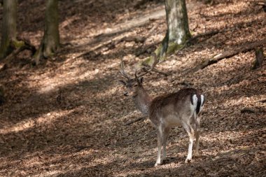 Avrupai geyik - Dama dama - yaprak döken güzel bir ormanda düşen geyik. Vahşi fotoğraf.