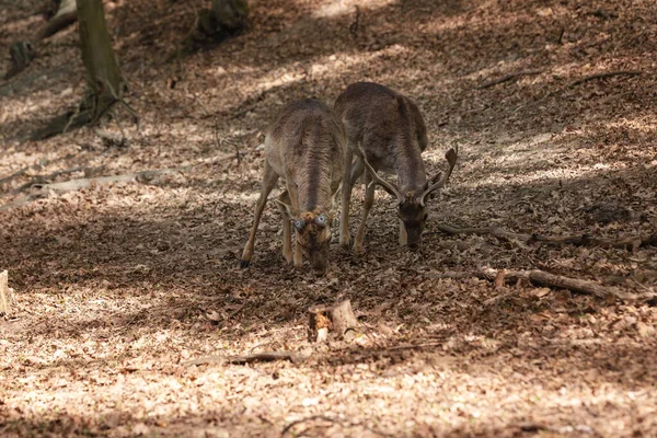 Cervo Europeu Pousio Dama Dama Par Cervos Pousio Pastando Uma — Fotografia de Stock