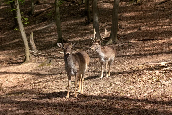 ヨーロッパの休閑鹿 ダマダマ 美しい落葉樹林の休閑鹿の放牧のペア 野生写真 — ストック写真