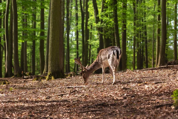 欧洲的休养鹿 大马豆蔻 在落叶森林里吃草 光线很好 — 图库照片
