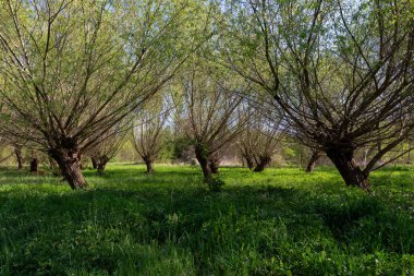 Willow grove - Salix viminalis - growing in beautiful, green, spring grass. clipart