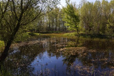 Baharın manzarası, güzel gölgeleri ve mavi gökyüzü olan taşkın sade yeşil orman. Suyun ortasında ağaçlar olan küçük bir ada..