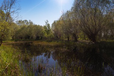 Baharın manzarası, güzel gölgeleri ve mavi gökyüzü olan taşkın sade yeşil orman. Suyun ortasında ağaçlar olan küçük bir ada..