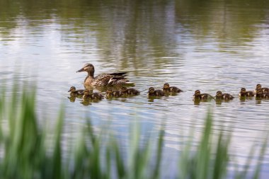 Küçük ördek yavrularıyla gölün yüzeyinde yüzen Mallard. Güzel bokeh ve ışıkla..