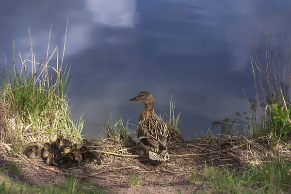 小鸭子蜷缩在芦苇池塘边的一个球里睡觉 母鸭守护着它们 — 图库照片