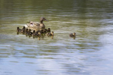 Genç sevimli ördek yavruları bir gölün yüzeyinde birbirlerinin arkasında sırayla yüzerler. Vahşi fotoğraf.