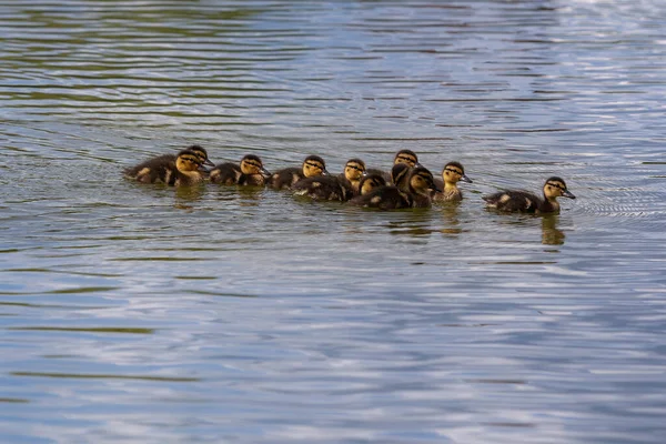 Jeunes Canetons Mignons Flottant Dans Une Rangée Derrière Autre Sur — Photo