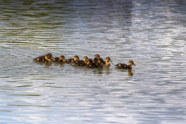 Young cute ducklings floating in a row behind each other on the surface of a pond. Wild photo.