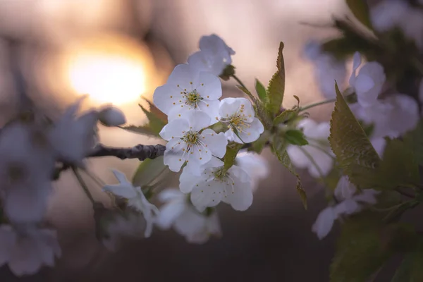 Wiosenne Kwiaty Wiśni Ciekawym Bokeh — Zdjęcie stockowe