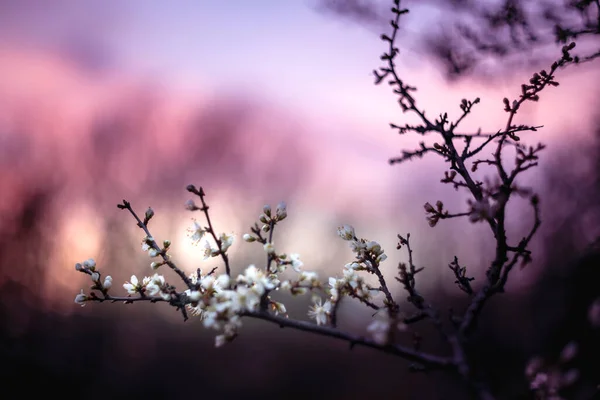 Wiosna Białe Kwiaty Gałęzi Ciekawym Bokeh — Zdjęcie stockowe